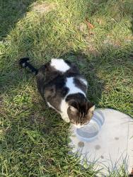 Found/Stray Female Cat last seen Bailey lake rd, Fayetteville, NC 28304