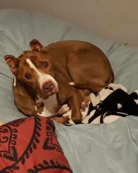 Lost Male Dog last seen Bertham & Ryan, Fayetteville, NC 28314