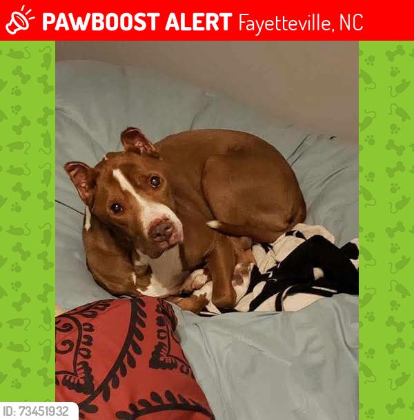 Lost Male Dog last seen Bertham & Ryan, Fayetteville, NC 28314
