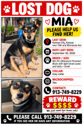 Lost Female Dog last seen Near st and Minnesota Ave, Kansas City, KS 66102