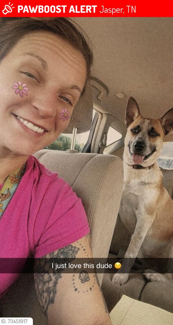 Lost Male Dog last seen I seen a post about him in knoxville, Jasper, TN 37347