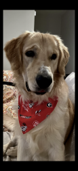 Reunited Male Dog last seen Clear Lake Way behind the tag office and near Walmart, Acworth, GA 30101