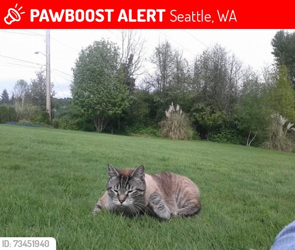 Lost Male Cat last seen McClendons, Seattle, WA 98118