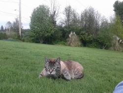 Lost Male Cat last seen McClendons, Seattle, WA 98118