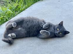 Reunited Female Cat last seen Compton blvd and Wilmington Ave, Compton, CA 90220