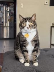 Lost Male Cat last seen S 4th Street in between bridge Ave and Baldwin ave, Steelton, PA 17113