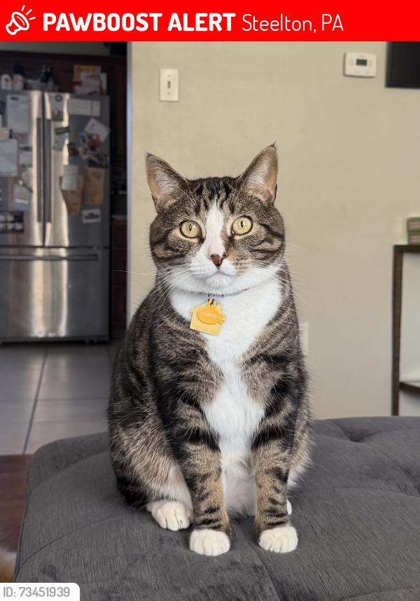 Lost Male Cat last seen S 4th Street in between bridge Ave and Baldwin ave, Steelton, PA 17113