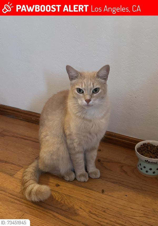 Lost Male Cat last seen W 26th Pl and Walker, Los Angeles, CA 90731