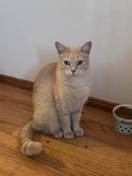 Lost Male Cat last seen W 26th Pl and Walker, Los Angeles, CA 90731