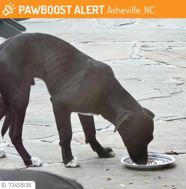 Found/Stray Male Dog last seen Sondley Parkway and Haw Creek Circle, Asheville, NC 28805