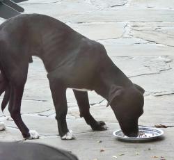 Found/Stray Male Dog last seen Sondley Parkway and Haw Creek Circle, Asheville, NC 28805