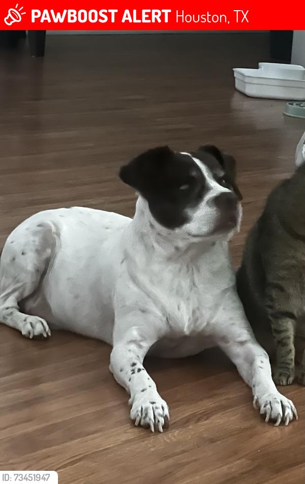 Lost Male Dog last seen Boulder oaks Dr, Houston, TX 77084
