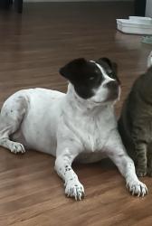 Lost Male Dog last seen Boulder oaks Dr, Houston, TX 77084