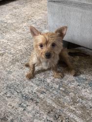 Lost Male Dog last seen Stewart and Palisades, Bridgeport, CT 06610