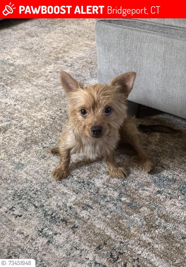 Lost Male Dog last seen Stewart and Palisades, Bridgeport, CT 06610