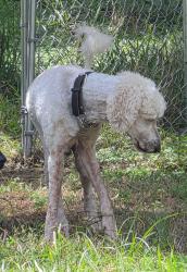 Lost Male Dog last seen Hope Hill and Pennbrook, Brooksville, FL 34601