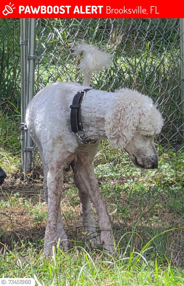 Lost Male Dog last seen Hope Hill and Pennbrook, Brooksville, FL 34601
