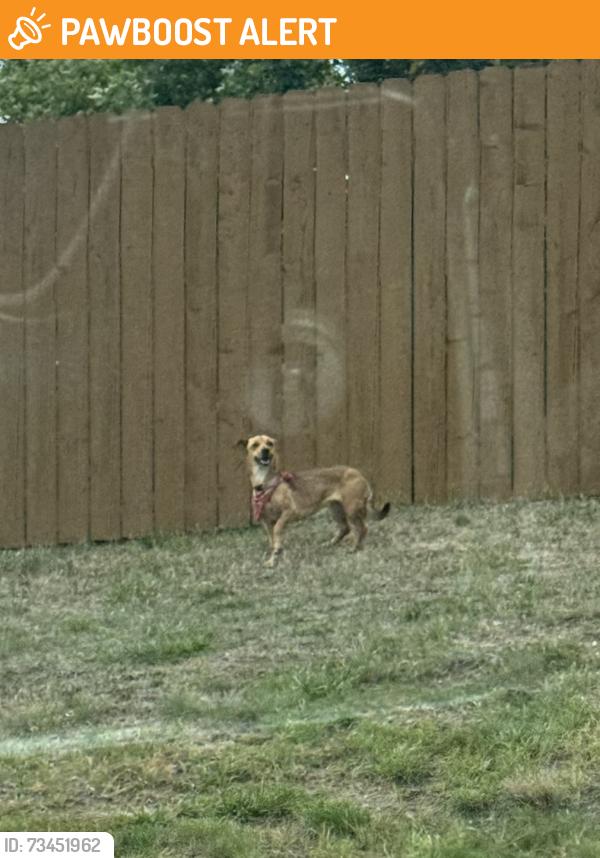 Found/Stray Unknown Dog last seen Dublin and Powers, Colorado Springs, CO 80923