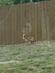 Found/Stray Unknown Dog last seen Dublin and Powers, Colorado Springs, CO 80923