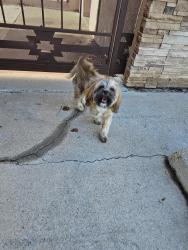 Found/Stray Unknown Dog last seen 2nd St and Los Ranchos, Albuquerque, NM 87107