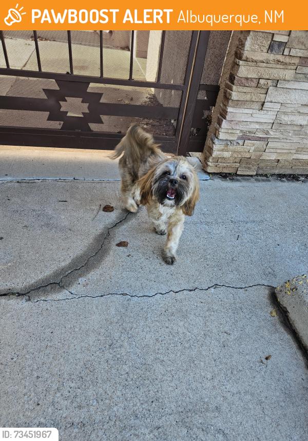 Found/Stray Unknown Dog last seen 2nd St and Los Ranchos, Albuquerque, NM 87107