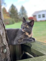 Lost Female Cat last seen Havenwood Drive, Greensburg, PA 15601