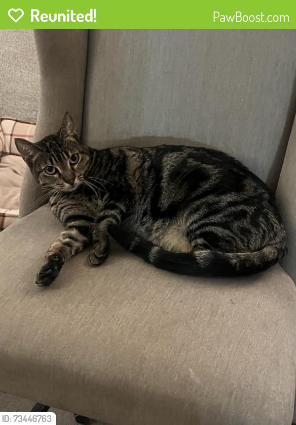 Reunited Female Cat last seen Near Halawa Dr, Huntington Beach, CA 92646, USA, Huntington Beach, CA 92646
