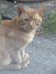 Found/Stray Male Cat last seen Devon way Huyton, Huyton, England 