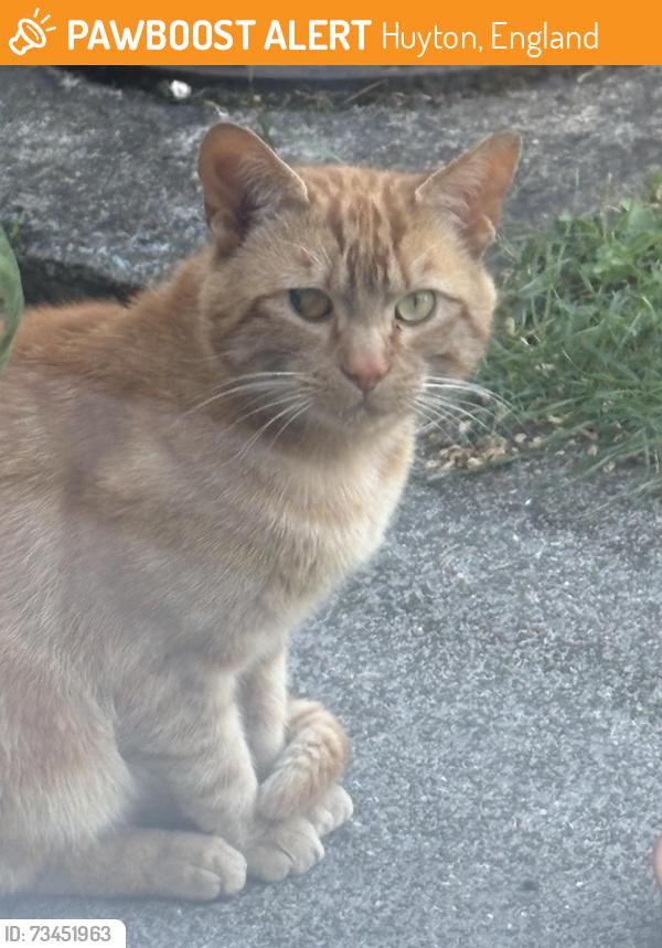 Found/Stray Male Cat last seen Devon way Huyton, Huyton, England 