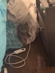 Lost Male Cat last seen Indianawood and Blackhawk, Park Forest, IL 60466