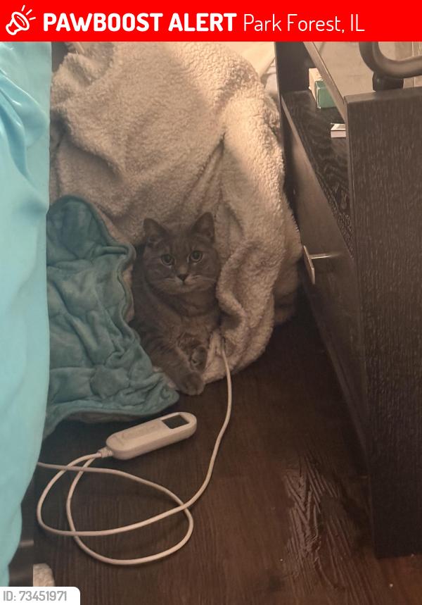 Lost Male Cat last seen Indianawood and Blackhawk, Park Forest, IL 60466
