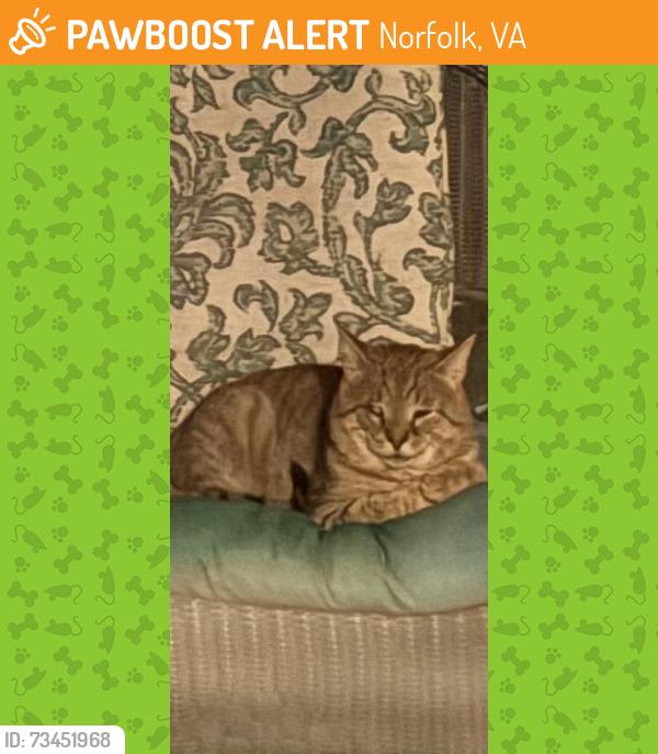 Found/Stray Unknown Cat last seen Hampshire Ave -Hyde Circle, Norfolk, VA 23513