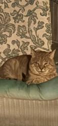 Found/Stray Unknown Cat last seen Hampshire Ave -Hyde Circle, Norfolk, VA 23513