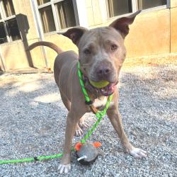 Shelter Stray Female Dog last seen , 328 Furman Hall Rd, Greenville, SC 29609, USA