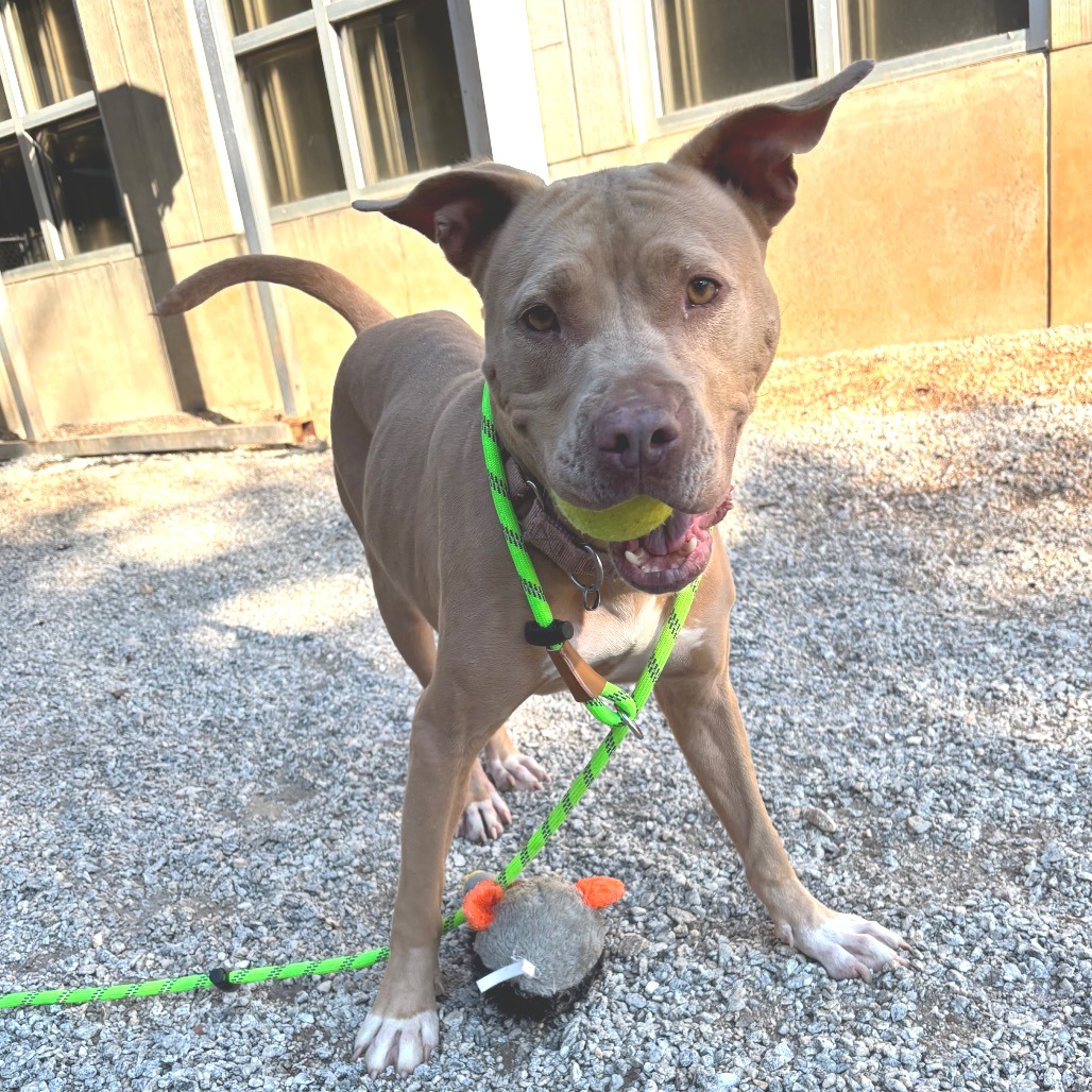 Shelter Stray Female Dog last seen , 328 Furman Hall Rd, Greenville, SC 29609, USA
