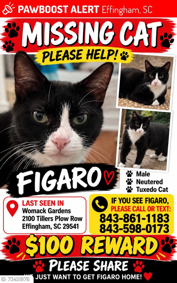 Lost Male Cat last seen Womack gardens rd, Effingham, SC 29541