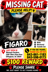 Lost Male Cat last seen Womack gardens rd, Effingham, SC 29541
