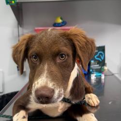 Shelter Stray Female Dog last seen , 328 Furman Hall Rd, Greenville, SC 29609, USA