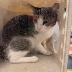 Shelter Stray Male Cat last seen , Animal Care & Control Team of Philly, 111 W Hunting Park Ave, Philadelphia, PA 19140, USA