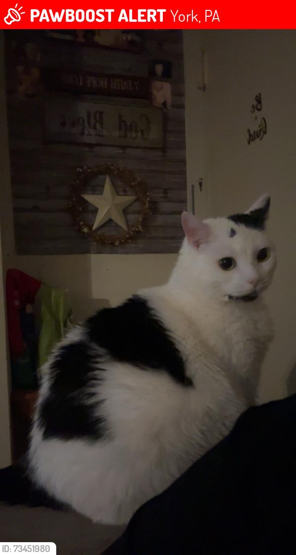 Lost Female Cat last seen N Pine and N Broad, York, PA 17403