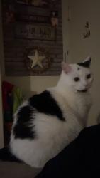 Lost Female Cat last seen N Pine and N Broad, York, PA 17403