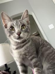 Reunited Male Cat last seen Wakefield Ave, & 65th st, Cleveland, OH 44102
