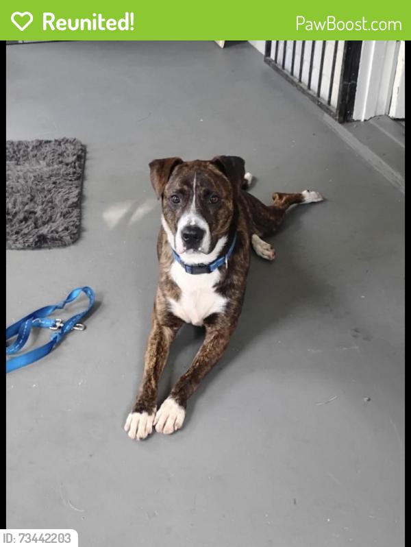 Reunited Male Dog last seen Golfair, Jacksonville, FL 32206