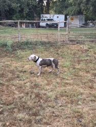 Found/Stray Female Dog last seen Near shawnee rd redoak tx 75154, Red Oak, TX 75154