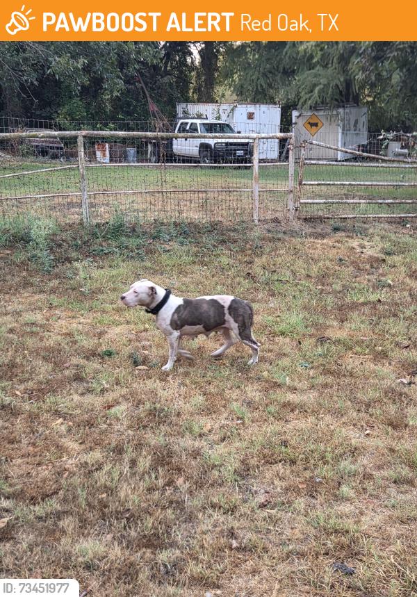Found/Stray Female Dog last seen Near shawnee rd redoak tx 75154, Red Oak, TX 75154