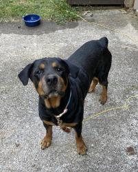 Found/Stray Female Dog last seen Oak Drive, Chattanooga, TN 37421