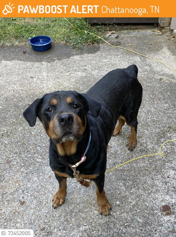 Found/Stray Female Dog last seen Oak Drive, Chattanooga, TN 37421