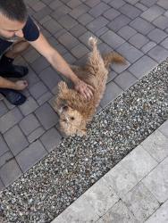 Found/Stray Male Dog last seen Riverside avenue and Elwood, Phoenix, AZ 85043