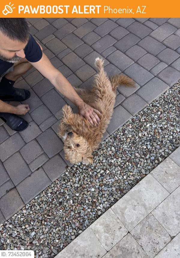 Found/Stray Male Dog last seen Riverside avenue and Elwood, Phoenix, AZ 85043