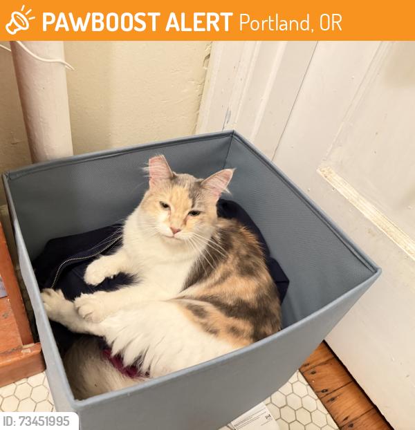 Found/Stray Female Cat last seen Washington Park, Portland, OR 97205